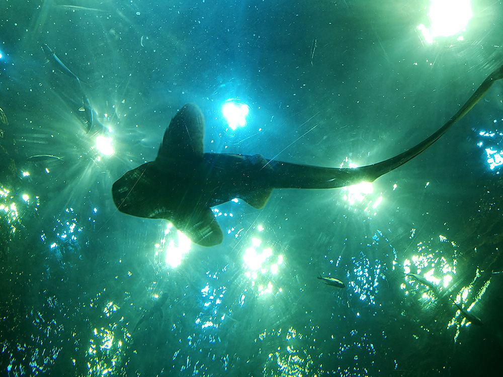 Institute of Marine Science Burapha University