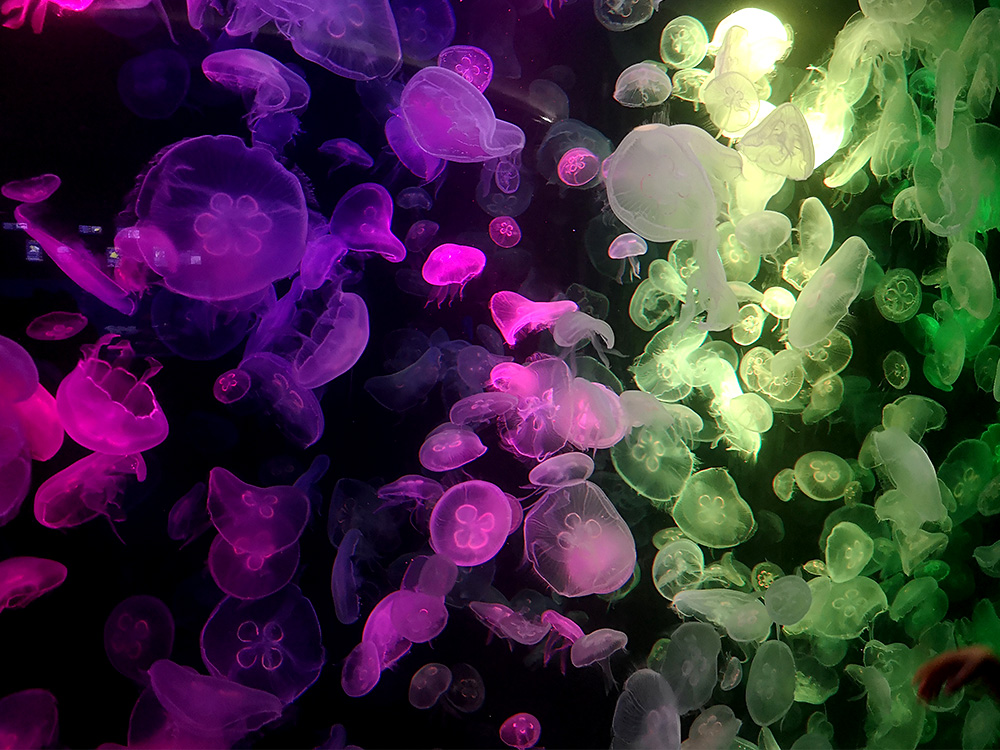 Institute of Marine Science Burapha University