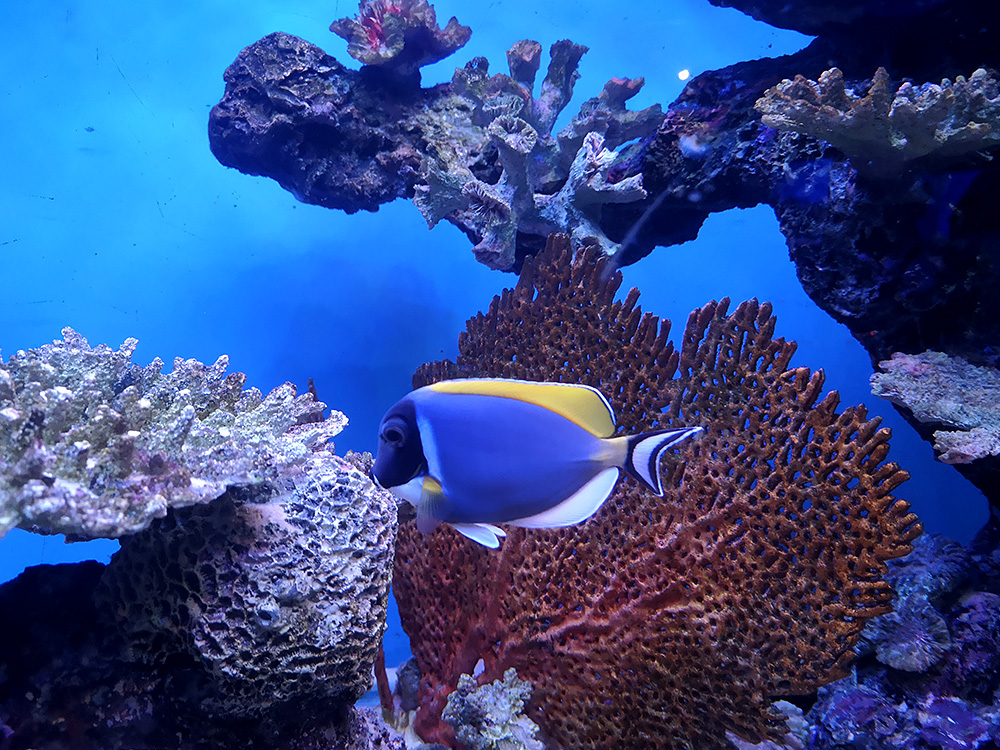 Institute of Marine Science Burapha University