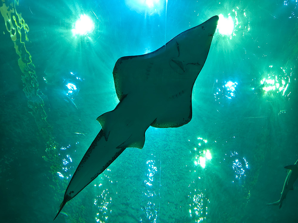 Institute of Marine Science Burapha University