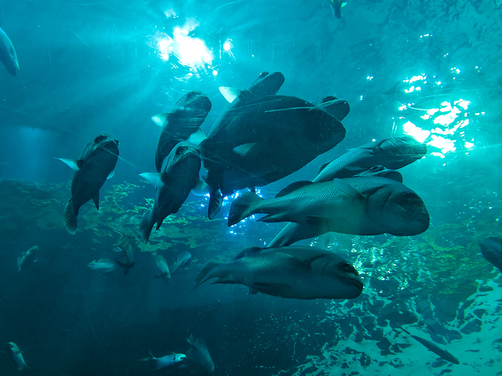 Institute of Marine Science Burapha University