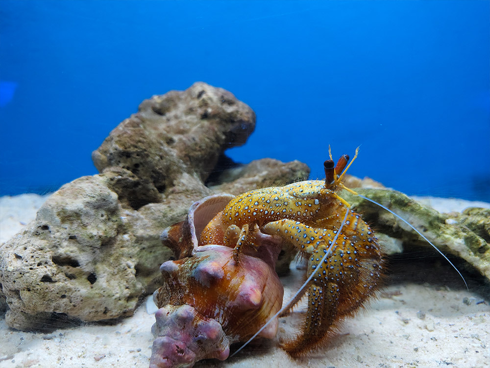 Institute of Marine Science Burapha University